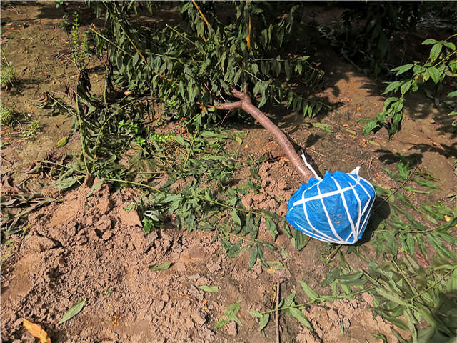 沭陽長景園林毛桃種植基地實拍圖片 沭陽長景園林毛桃種植基地實拍圖片