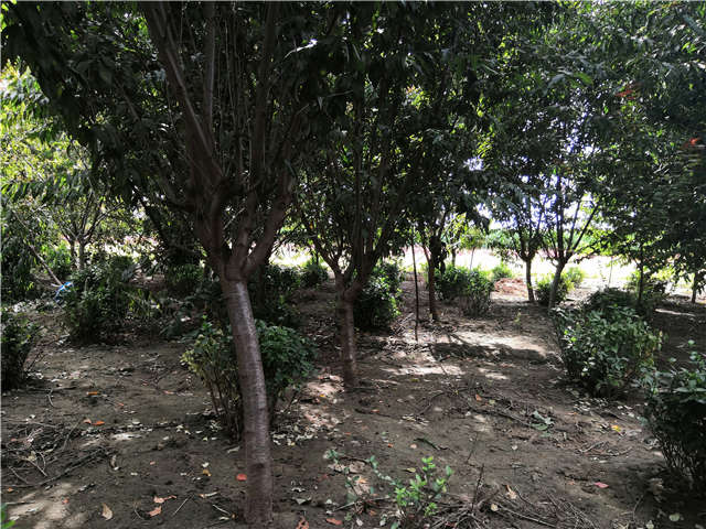 沭陽長景園林毛桃種植基地實拍圖片 沭陽長景園林毛桃種植基地實拍圖片