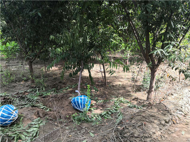 沭陽長景園林毛桃種植基地實拍圖片 沭陽長景園林毛桃種植基地實拍圖片