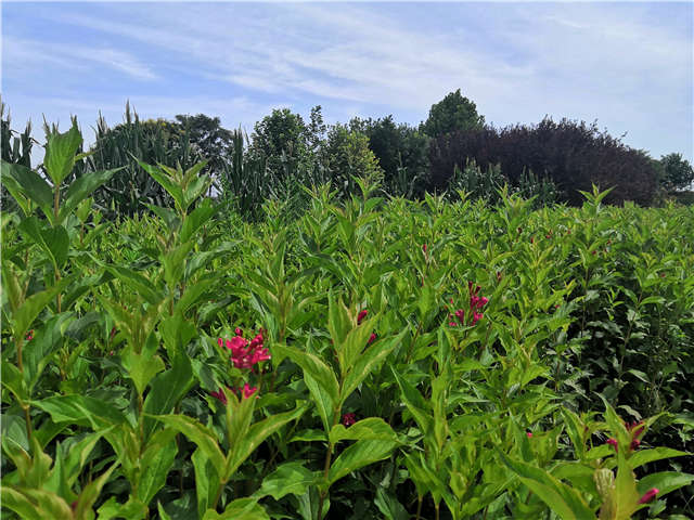 沭陽長景園林紅王子錦帶種植基地實拍圖片