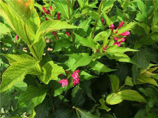 沭陽長景園林紅王子錦帶種植基地實拍圖片