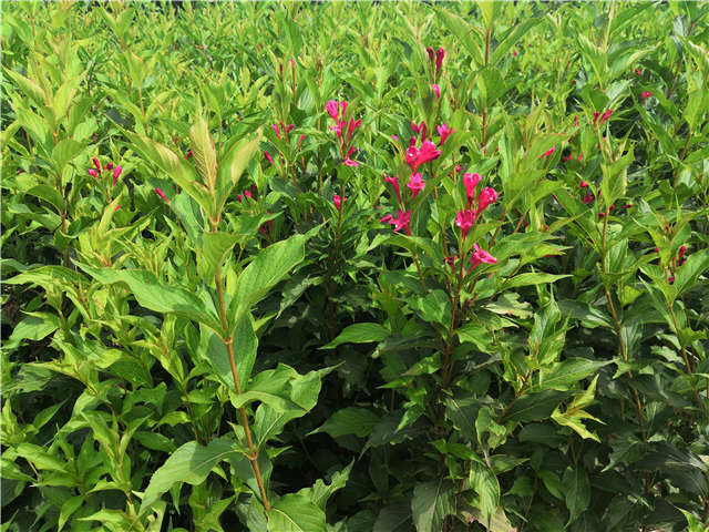 沭陽長景園林紅王子錦帶種植基地實拍圖片