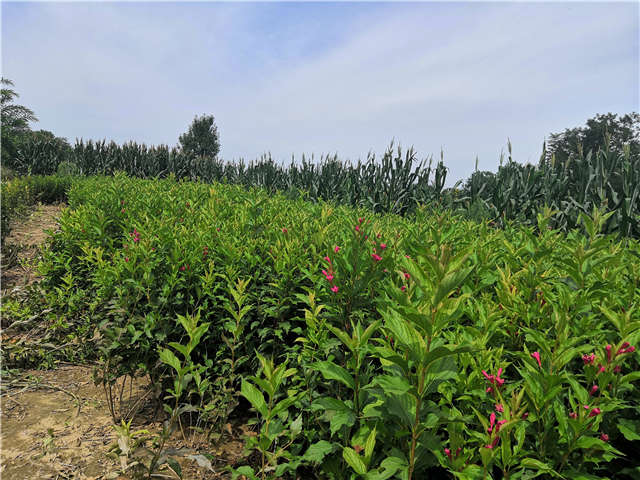 沭陽長景園林紅王子錦帶種植基地實拍圖片