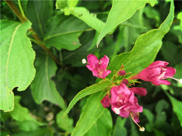 沭陽長景園林紅王子錦帶種植基地實拍圖片