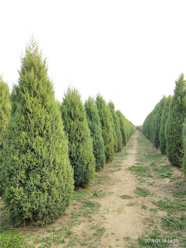 塔檜種植基地實拍圖片