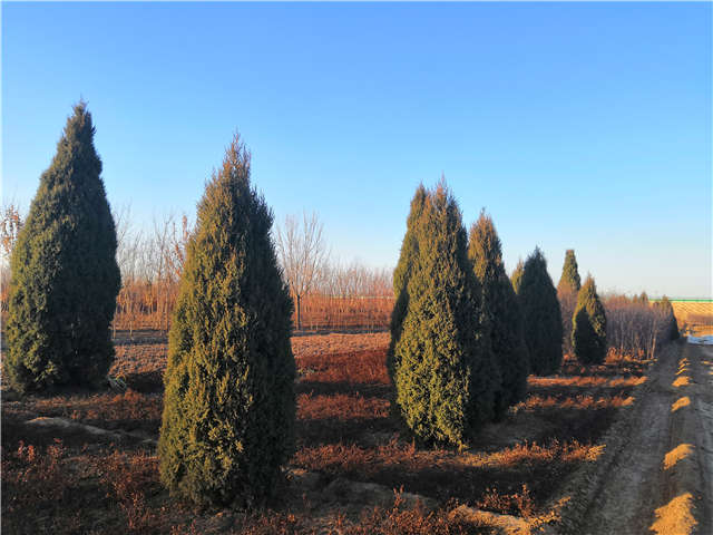塔檜種植基地實拍圖片