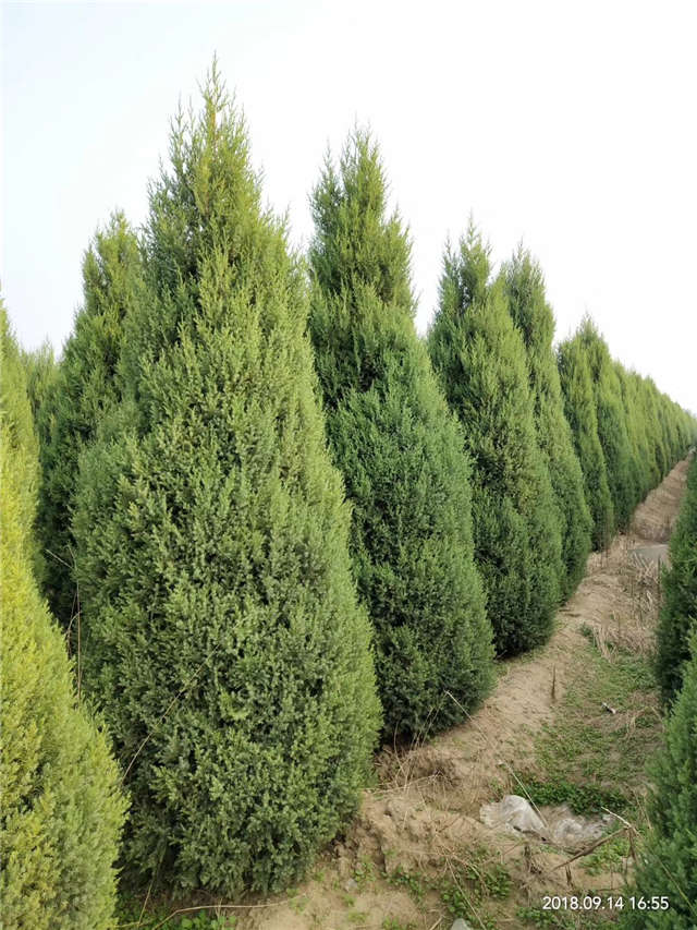 塔檜種植基地實拍圖片