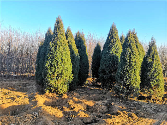 塔檜種植基地實拍圖片