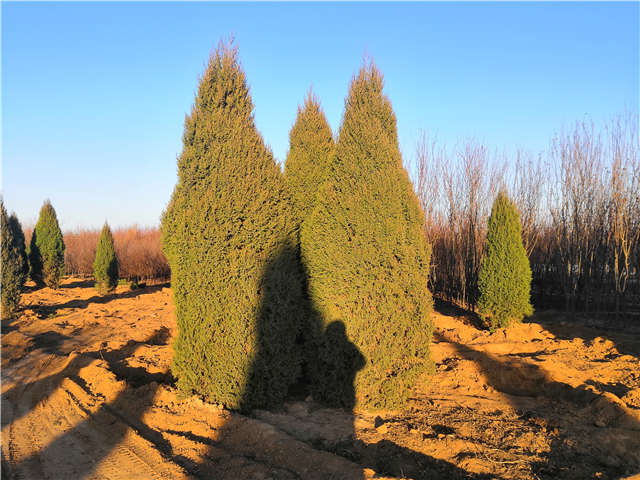 塔檜種植基地實拍圖片