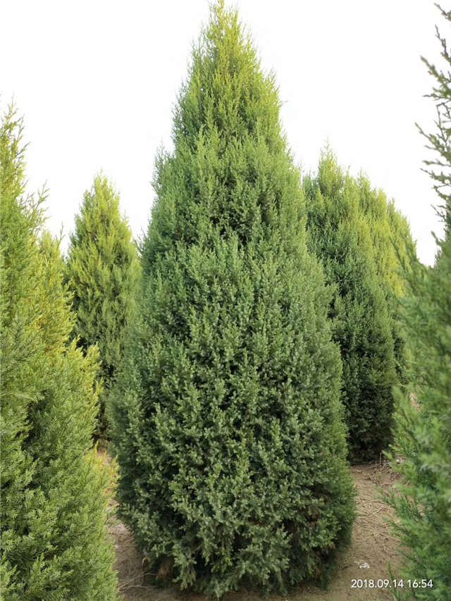 塔檜種植基地實拍圖片