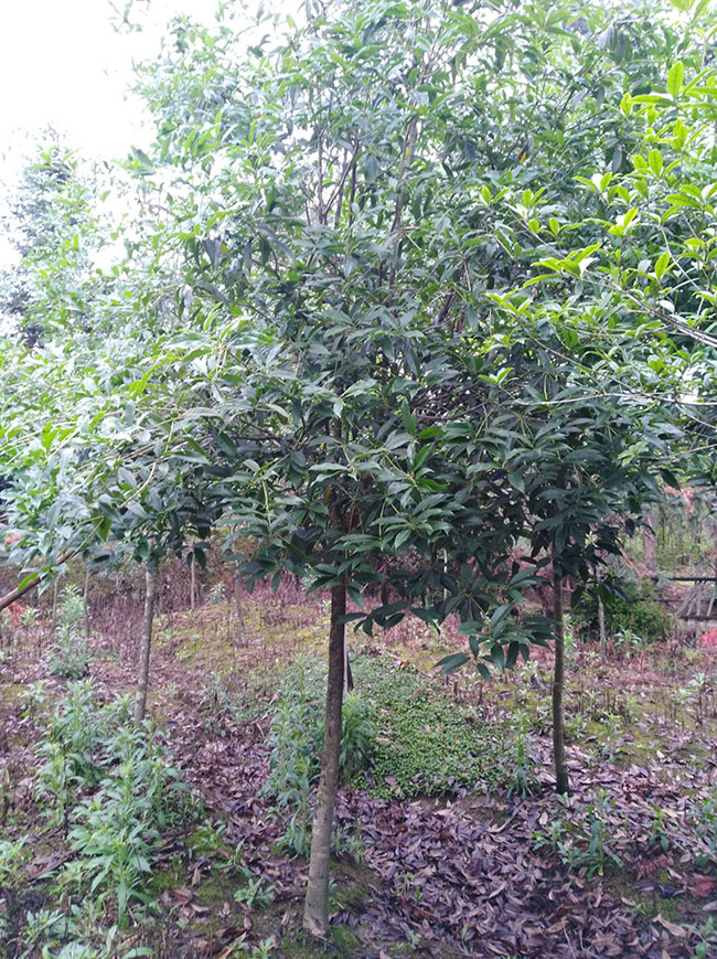 金桂價格多少錢一棵?金桂的種植方法 金桂價格多少錢一棵?金桂的種植方法