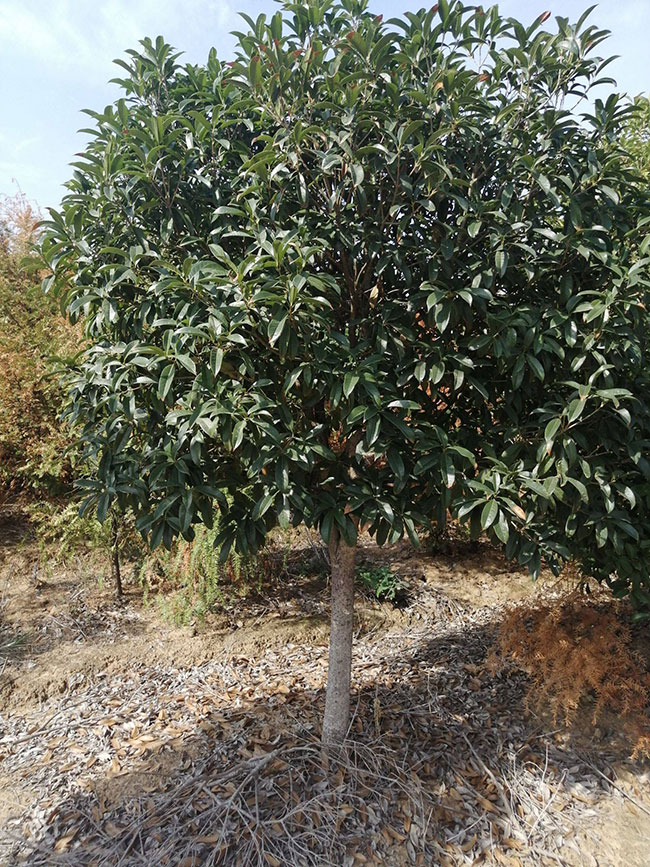 金桂價格多少錢一棵?金桂的種植方法 金桂價格多少錢一棵?金桂的種植方法