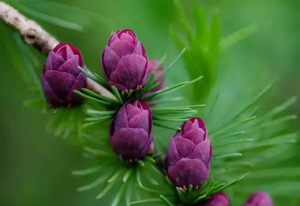 松樹花 松樹花