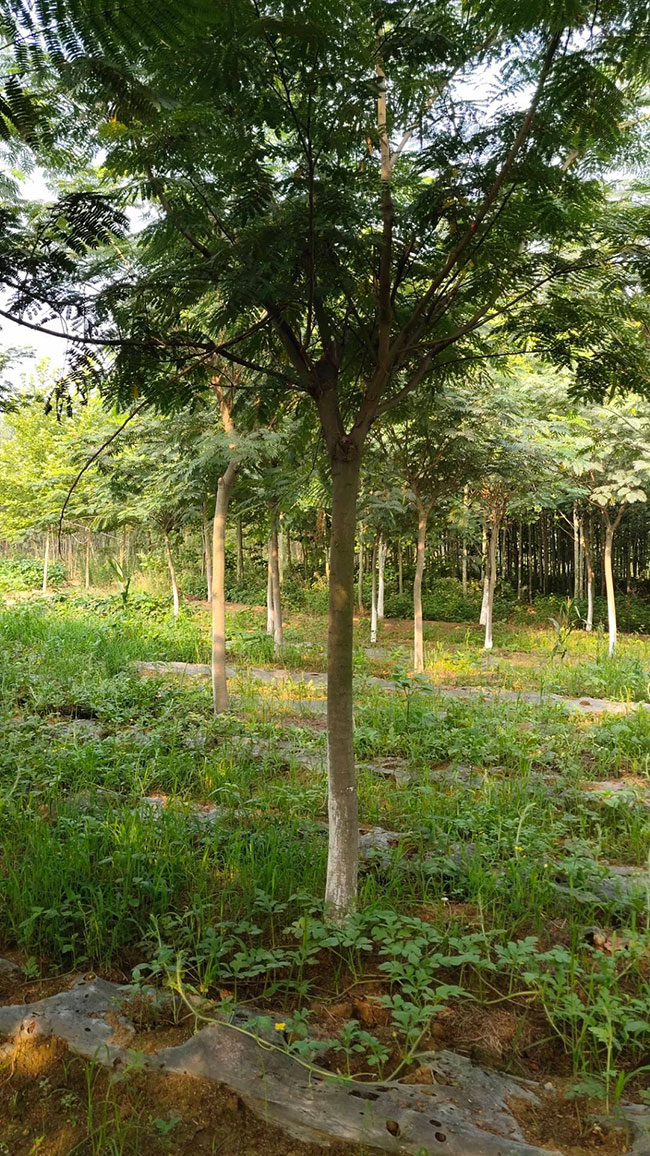 合歡花什么時候開?合歡花適合什么時候種? 合歡花什么時候開?合歡花適合什么時候種?