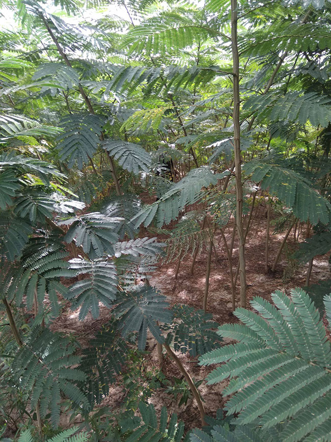 合歡花什么時候開?合歡花適合什么時候種? 合歡花什么時候開?合歡花適合什么時候種?