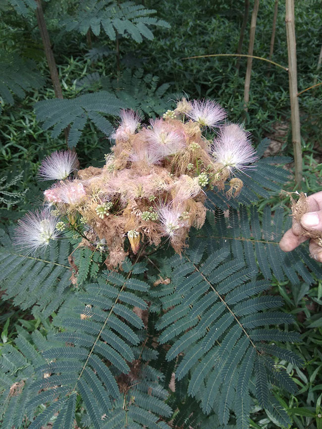 合歡花什么時候開?合歡花適合什么時候種? 合歡花什么時候開?合歡花適合什么時候種?