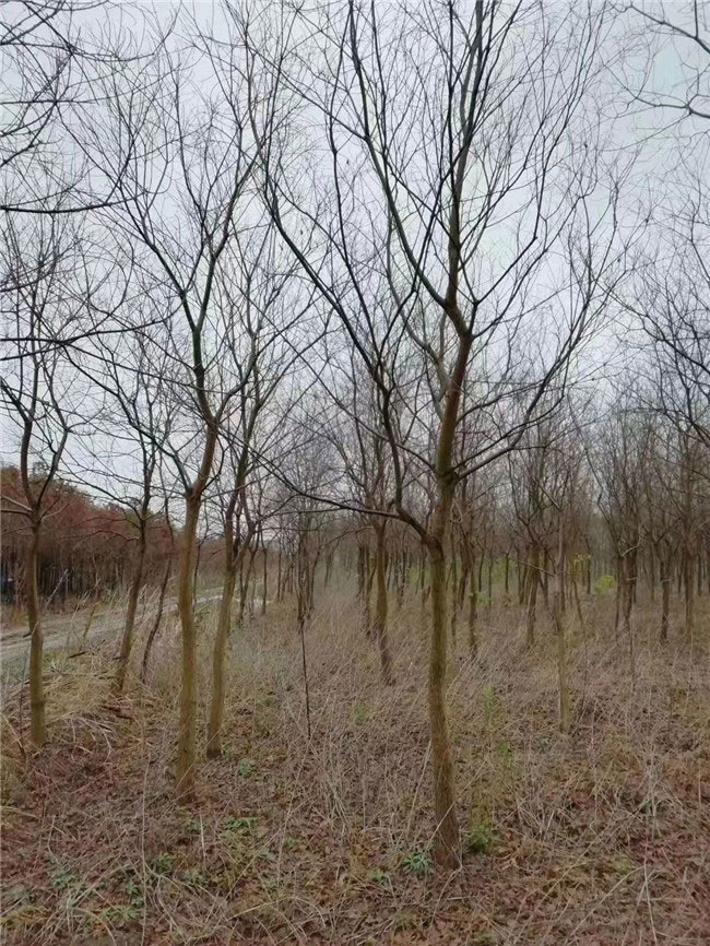烏桕樹未來種植前景怎么樣?附烏桕樹種植方法 烏桕樹未來種植前景怎么樣?附烏桕樹種植方法