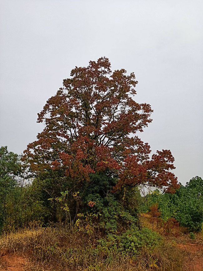 烏桕樹未來種植前景怎么樣?附烏桕樹種植方法 烏桕樹未來種植前景怎么樣?附烏桕樹種植方法