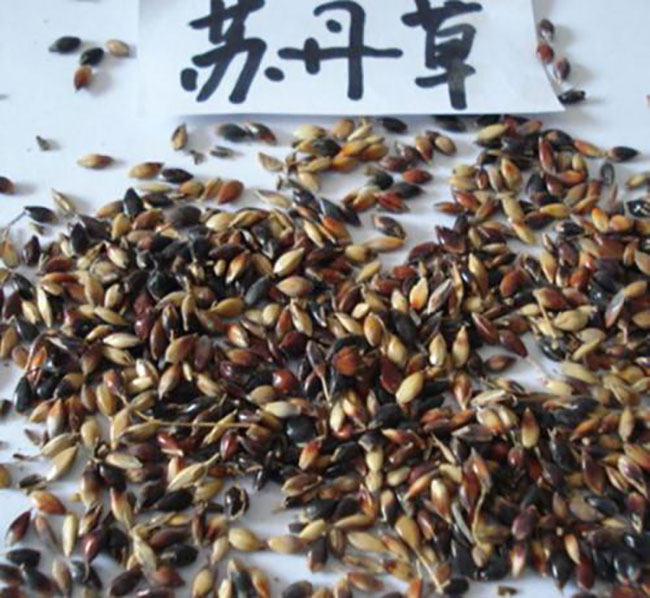蘇丹草幾月份播種?蘇丹草種植技術和方法 蘇丹草幾月份播種?蘇丹草種植技術和方法