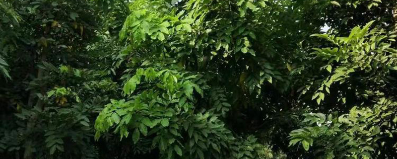 臘腸樹苗木實拍圖 臘腸樹苗木實拍圖