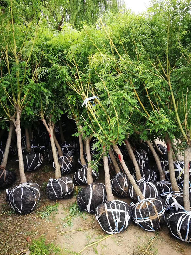 金枝槐怎么修剪?金枝槐種植技術 金枝槐怎么修剪?金枝槐種植技術