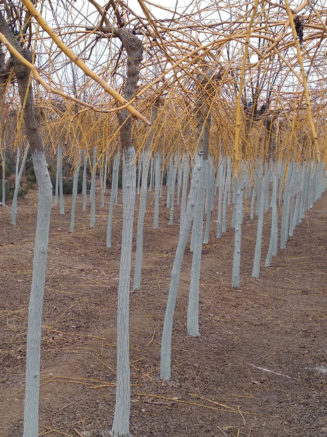 金枝槐怎么修剪?金枝槐種植技術 金枝槐怎么修剪?金枝槐種植技術