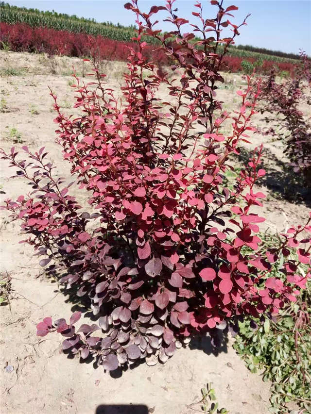 紫葉小檗照片種植基地實拍 紫葉小檗照片種植基地實拍