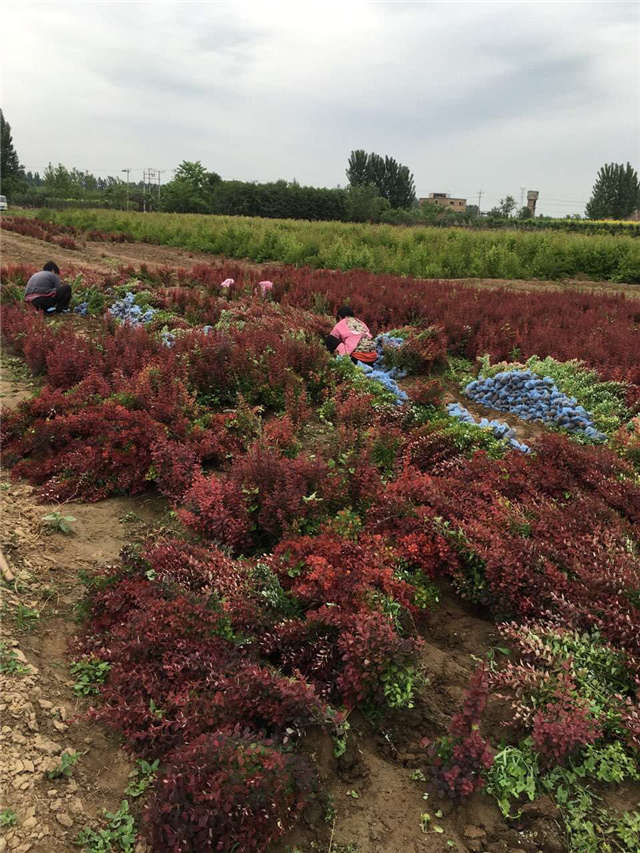 紫葉小檗照片種植基地實拍 紫葉小檗照片種植基地實拍