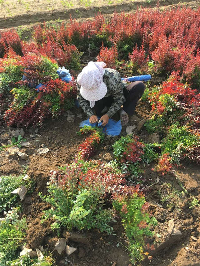 紫葉小檗照片種植基地實拍 紫葉小檗照片種植基地實拍