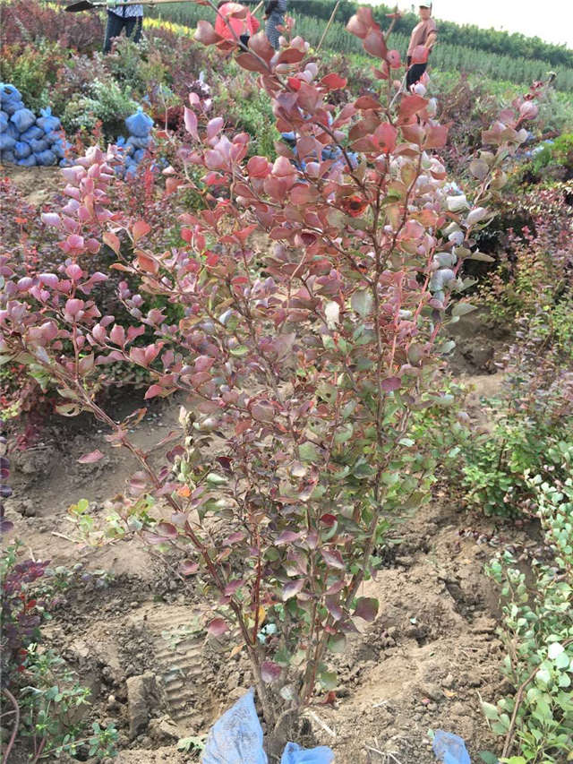 紫葉小檗照片種植基地實拍 紫葉小檗照片種植基地實拍