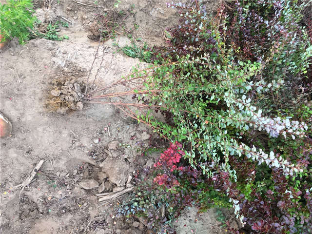 紫葉小檗照片種植基地實拍 紫葉小檗照片種植基地實拍