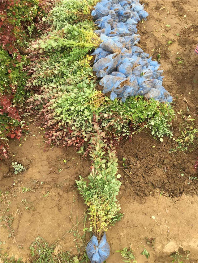 紫葉小檗照片種植基地實拍 紫葉小檗照片種植基地實拍