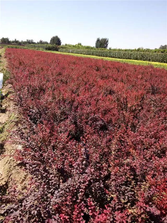 紫葉小檗照片種植基地實拍 紫葉小檗照片種植基地實拍