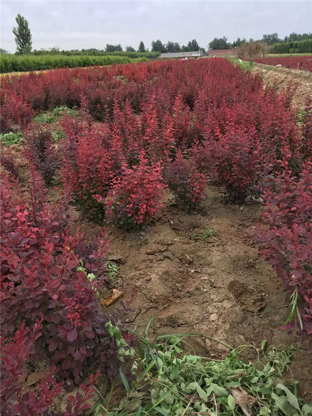 紫葉小檗照片種植基地實拍 紫葉小檗照片種植基地實拍