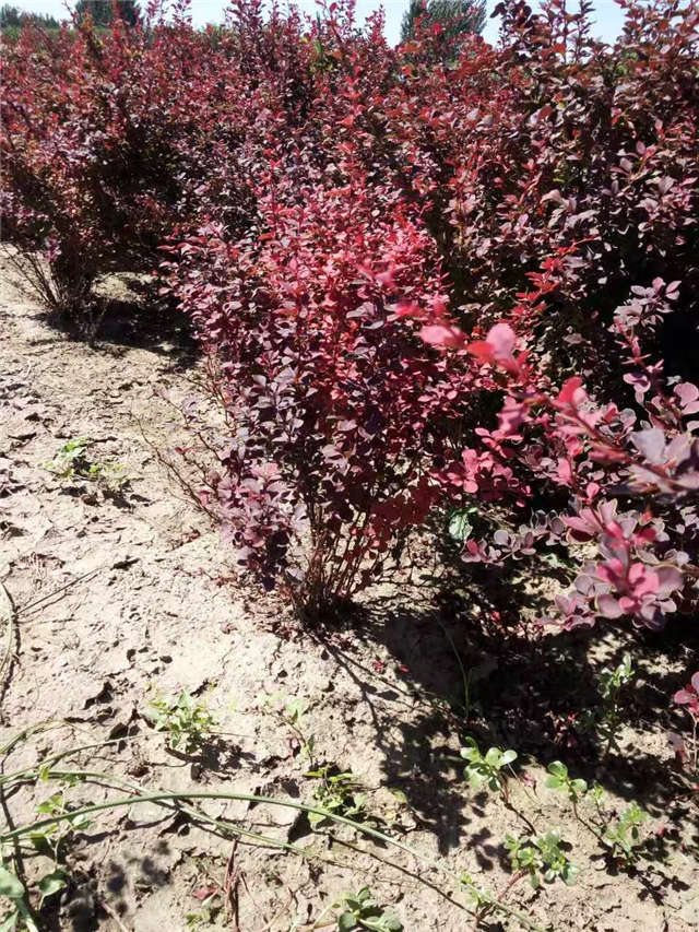 紫葉小檗照片種植基地實拍 紫葉小檗照片種植基地實拍
