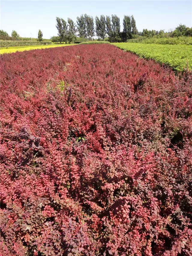紫葉小檗照片種植基地實拍 紫葉小檗照片種植基地實拍