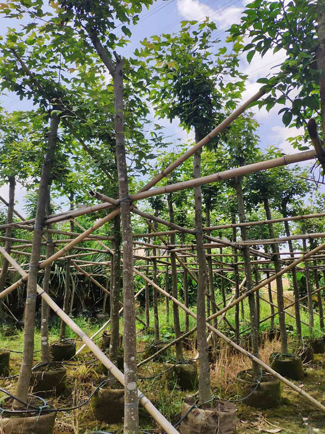 楓香樹苗 楓香樹苗