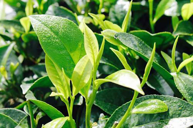 茶樹苗 茶樹苗