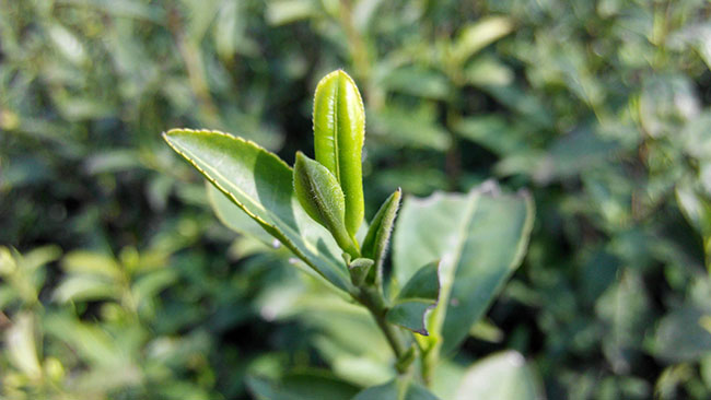 茶樹苗 茶樹苗