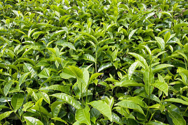 茶樹苗 茶樹苗