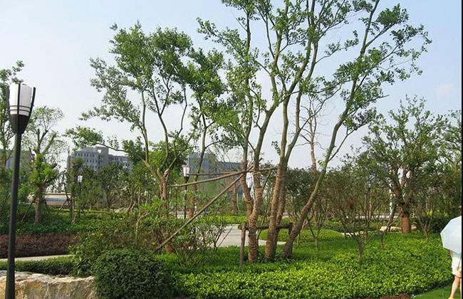 叢生烏桕.jpg