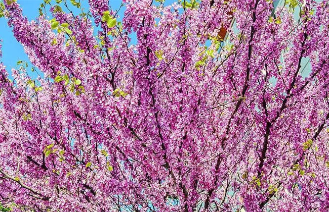 叢生紫荊.jpg