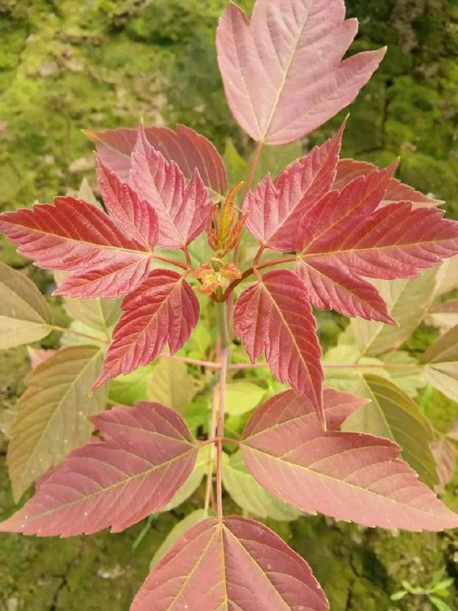 中華紅葉楊 中華紅葉楊