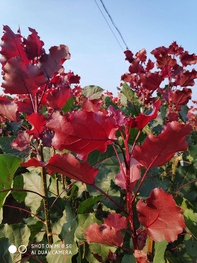 中華紅葉楊 中華紅葉楊