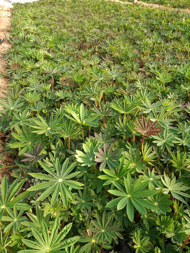 魯冰花 魯冰花