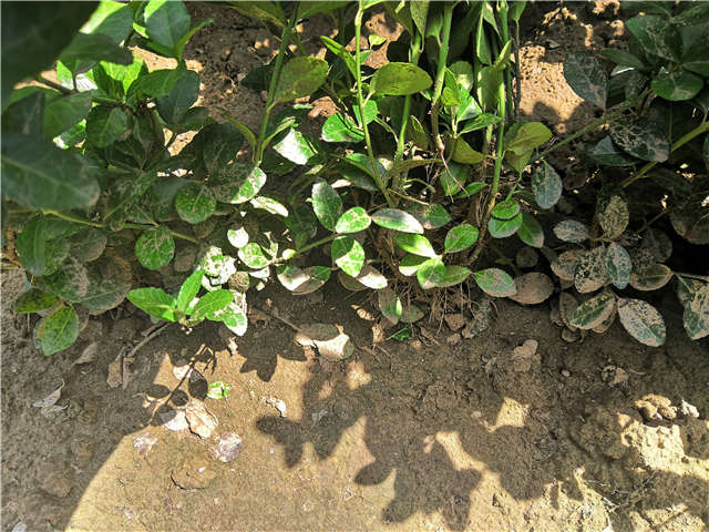 沭陽長景園林衛矛種植基地實拍 沭陽長景園林衛矛種植基地實拍