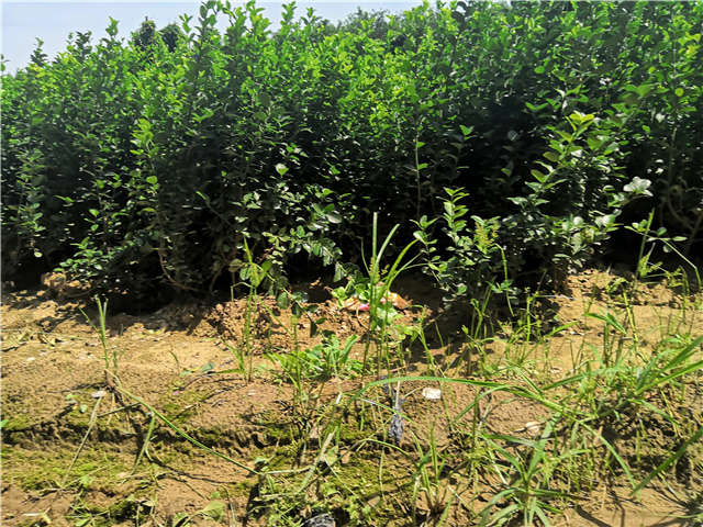 沭陽長景園林衛矛種植基地實拍 沭陽長景園林衛矛種植基地實拍