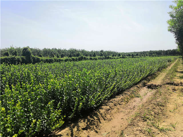 沭陽長景園林衛矛種植基地實拍 沭陽長景園林衛矛種植基地實拍