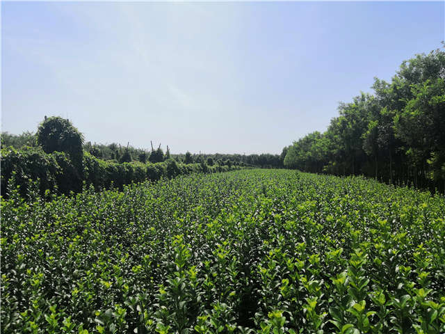沭陽長景園林衛矛種植基地實拍 沭陽長景園林衛矛種植基地實拍