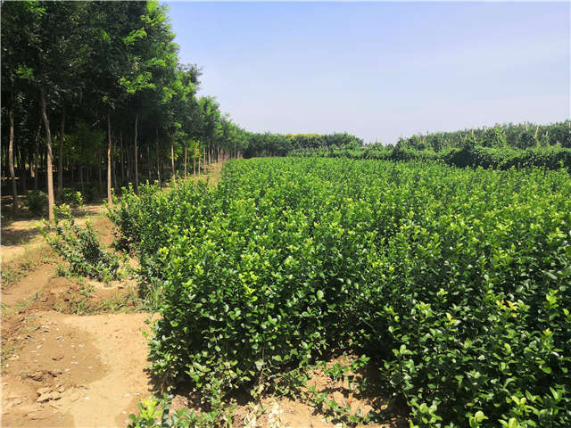沭陽長景園林衛矛種植基地實拍 沭陽長景園林衛矛種植基地實拍
